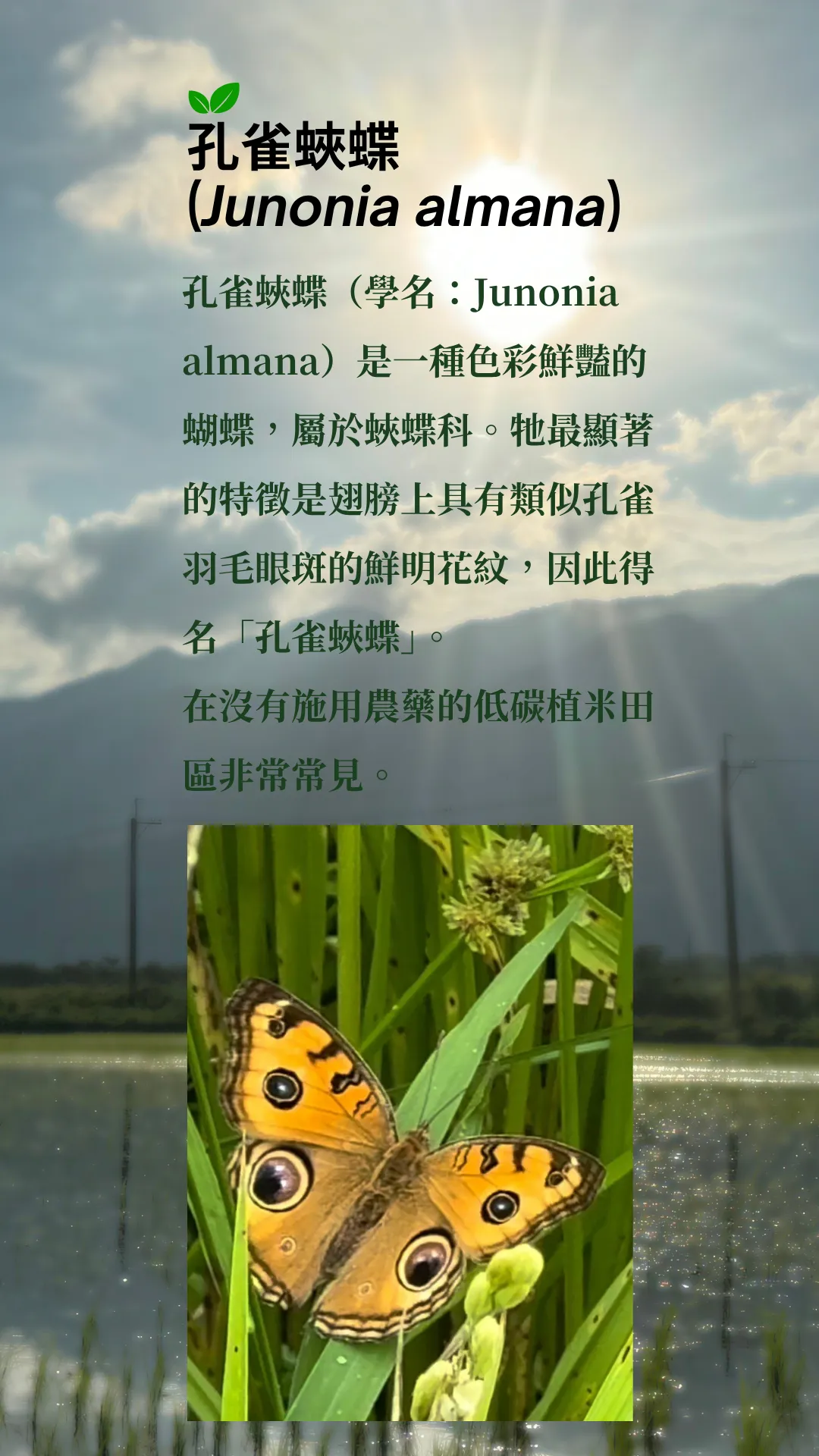 孔雀蛺蝶（學名：Junonia almana）是一種色彩鮮豔的蝴蝶，屬於蛺蝶科。牠最顯著的特徵是翅膀上具有類似孔雀羽毛眼斑的鮮明花紋，因此得名「孔雀蛺蝶」。 在沒有施用農藥的低碳植米田區非常常見。