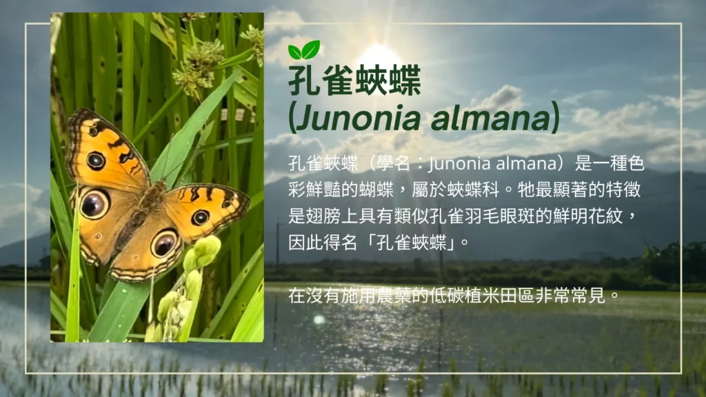 低碳再生的田區開始有了非常多的物種。圖為低碳再生田區的十拍照。 孔雀蛺蝶（學名：Junonia almana）是一種色彩鮮豔的蝴蝶，屬於蛺蝶科。牠最顯著的特徵是翅膀上具有類似孔雀羽毛眼斑的鮮明花紋，因此得名「孔雀蛺蝶」。 在沒有施用農藥的低碳植米田區非常常見。