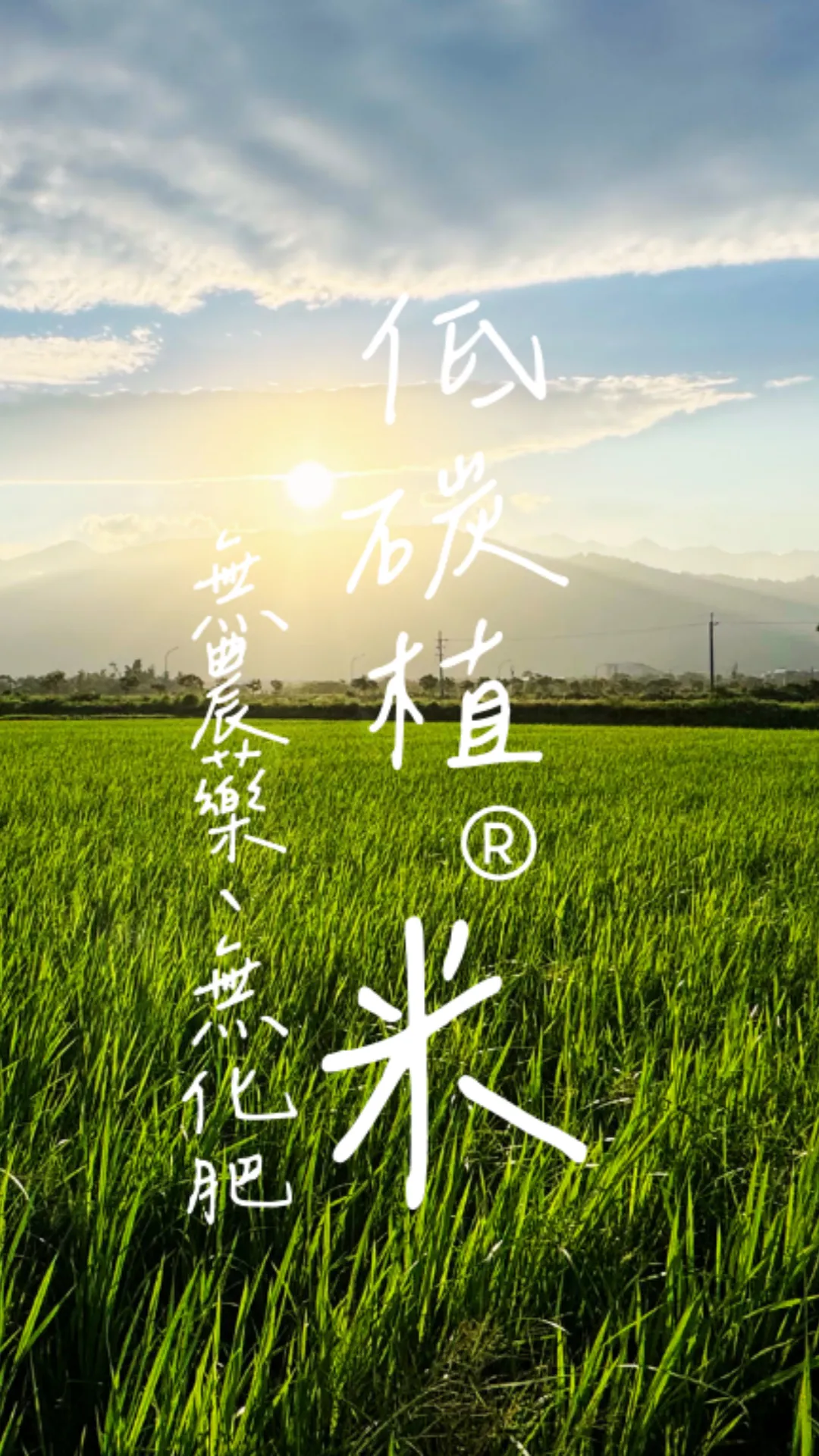 田區再生後，低碳植米田區一片綠油油。 田區沒有使用農藥和化肥，我們覺得很驕傲，可以為地球的永續盡一份心力！