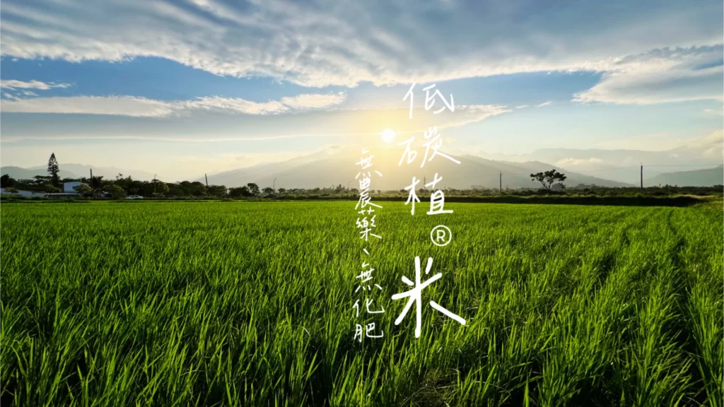 田區再生後，低碳植米田區一片綠油油。 田區沒有使用農藥和化肥，我們覺得很驕傲，可以為地球的永續盡一份心力！