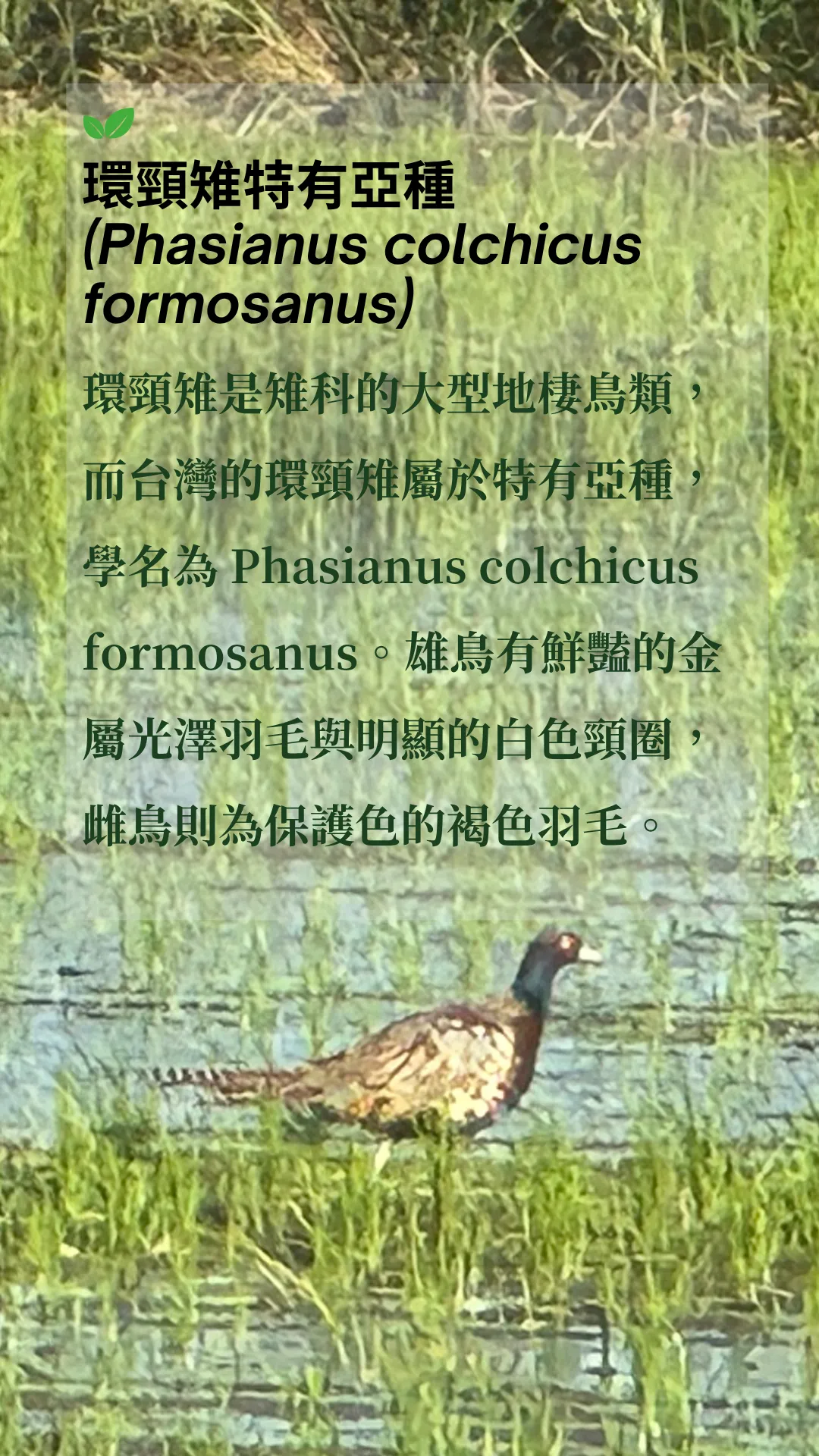 低碳再生的田區也棲息著非常多的台灣特有種環頸雉。 環頸雉是雉科的大型地棲鳥類，而台灣的環頸雉屬於特有亞種，學名為 Phasianus colchicus formosanus。雄鳥有鮮豔的金屬光澤羽毛與明顯的白色頸圈，雌鳥則為保護色的褐色羽毛。