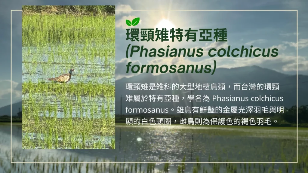 低碳再生的田區也棲息著非常多的台灣特有種環頸雉。 環頸雉是雉科的大型地棲鳥類，而台灣的環頸雉屬於特有亞種，學名為 Phasianus colchicus formosanus。雄鳥有鮮豔的金屬光澤羽毛與明顯的白色頸圈，雌鳥則為保護色的褐色羽毛。