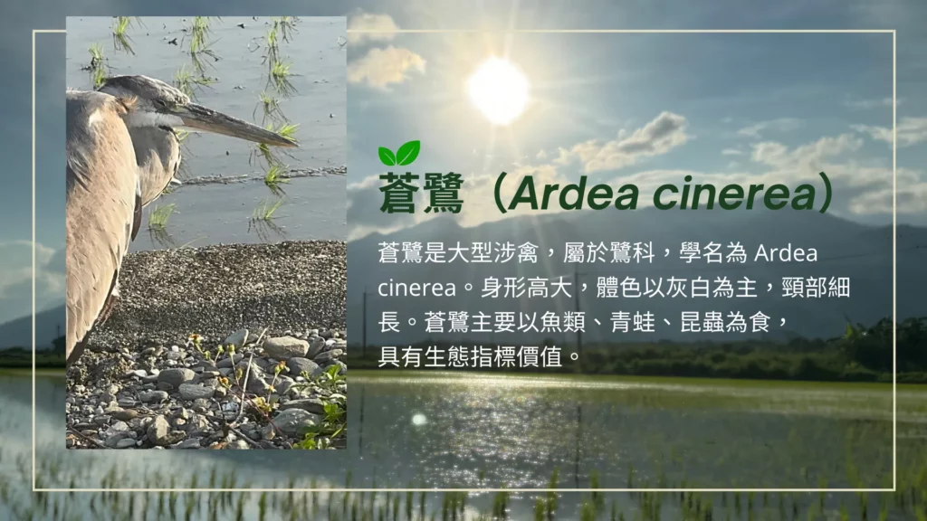 低碳再生的田區也出現了蒼鷺。蒼鷺是大型涉禽，屬於鷺科，學名為 Ardea cinerea。身形高大，體色以灰白為主，頸部細長。蒼鷺主要以魚類、青蛙、昆蟲為食， 具有生態指標價值。