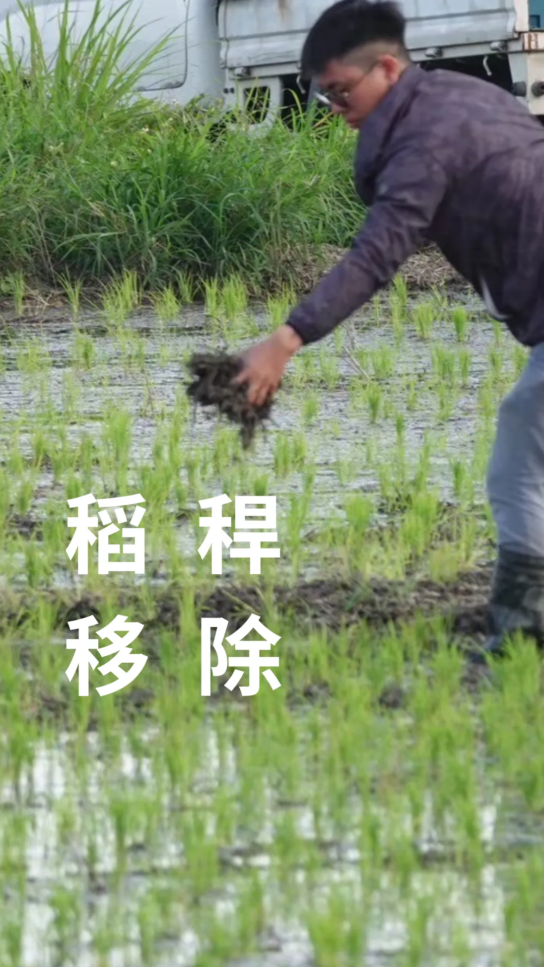 低碳植米田區人工施作稻稈移除