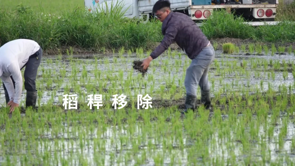 低碳植米田區人工施作稻稈移除