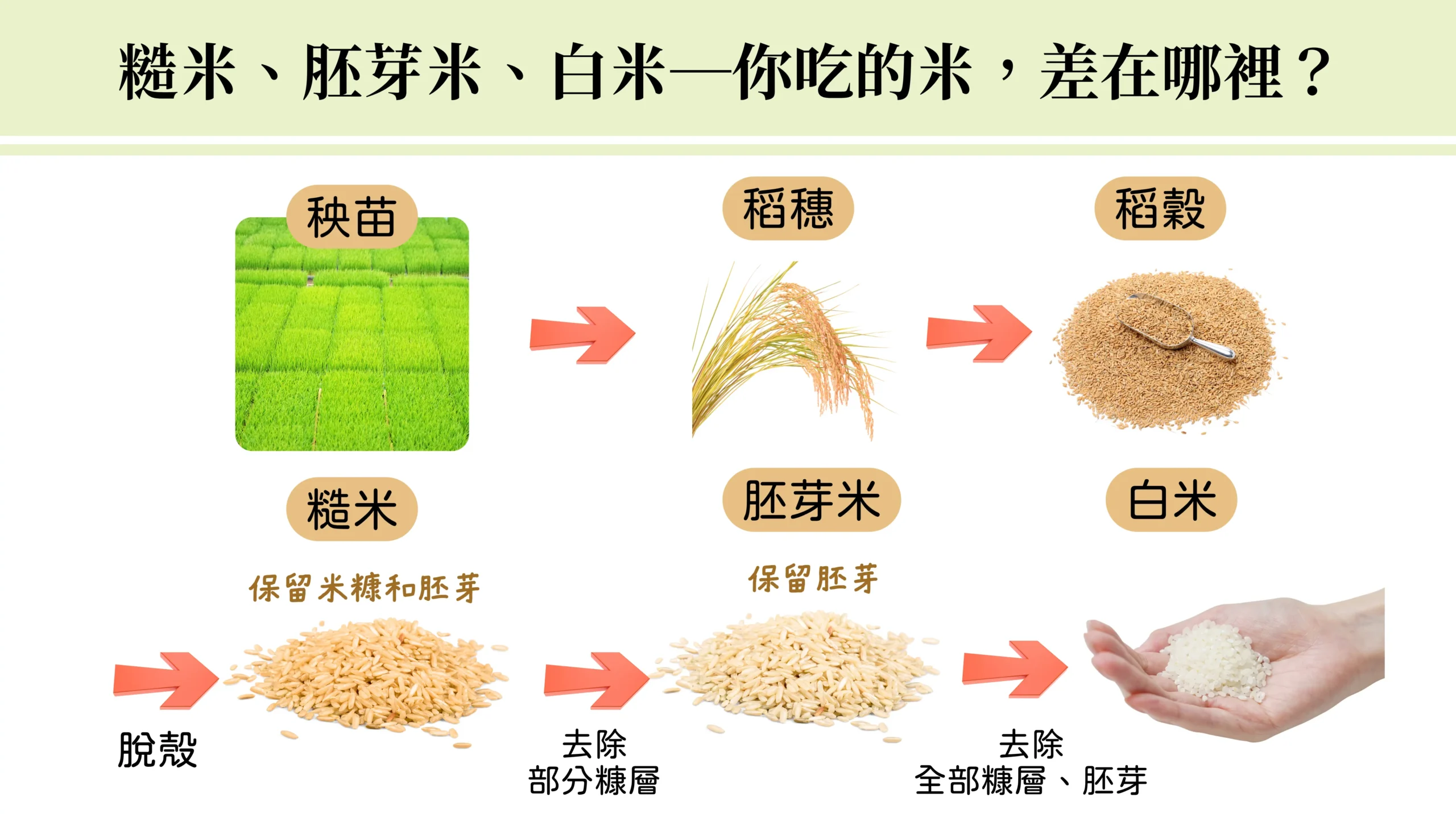 糙米 胚芽米 白米 差異 比較 教學 圖卡
