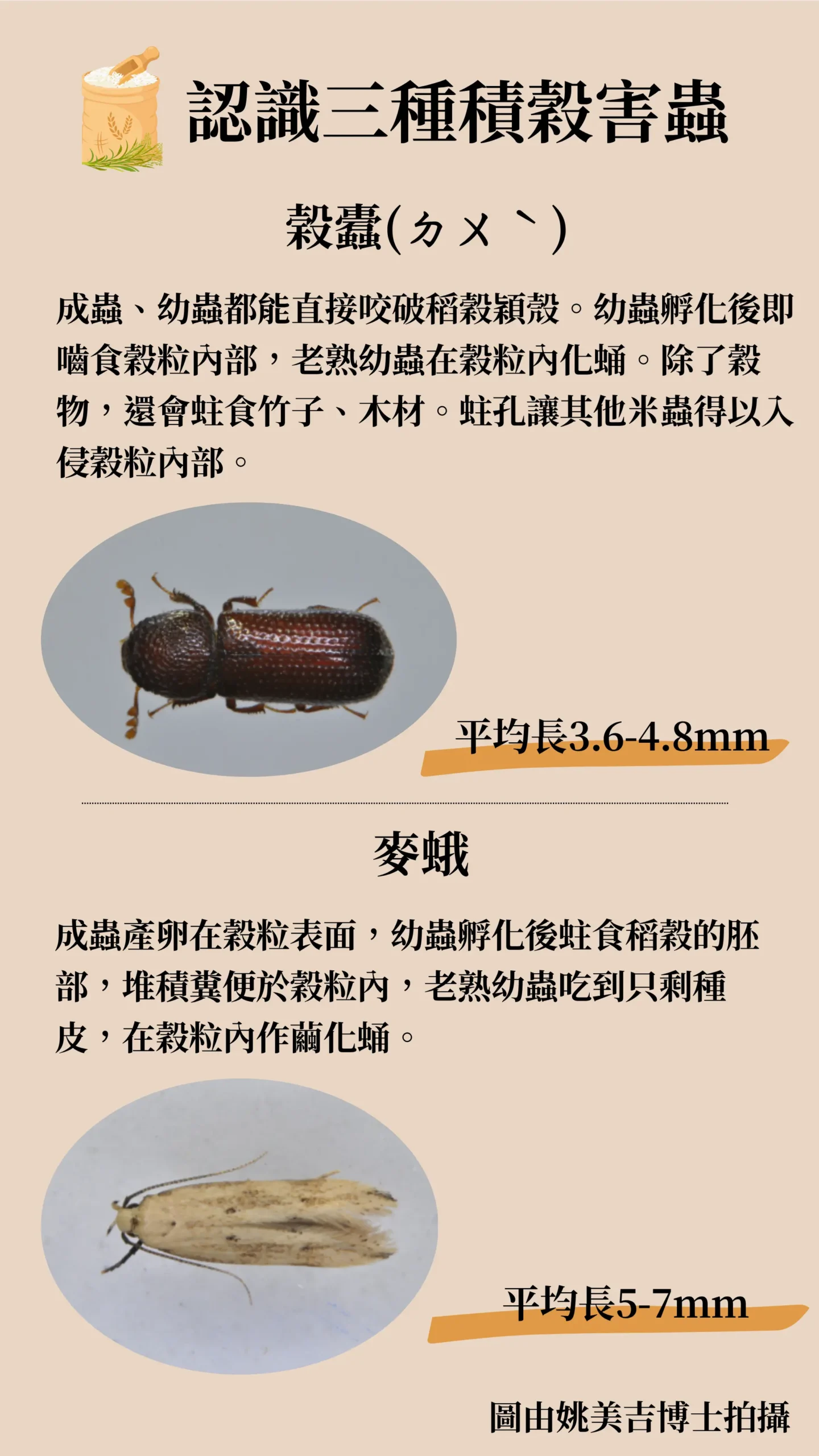 穀蠹和麥蛾成蟲外觀描述，包含平均長度。