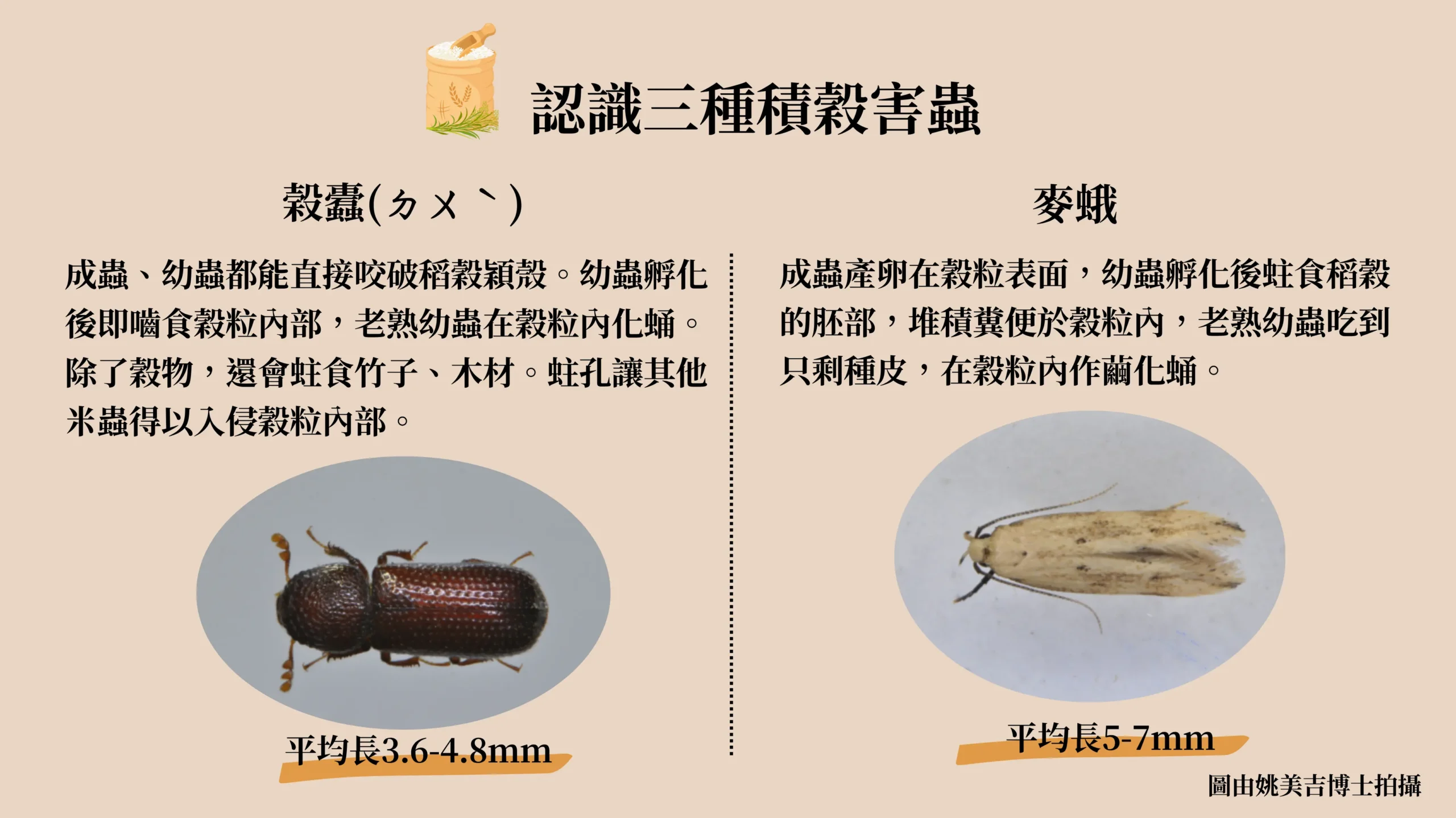 穀蠹和麥蛾成蟲外觀描述，包含平均長度。