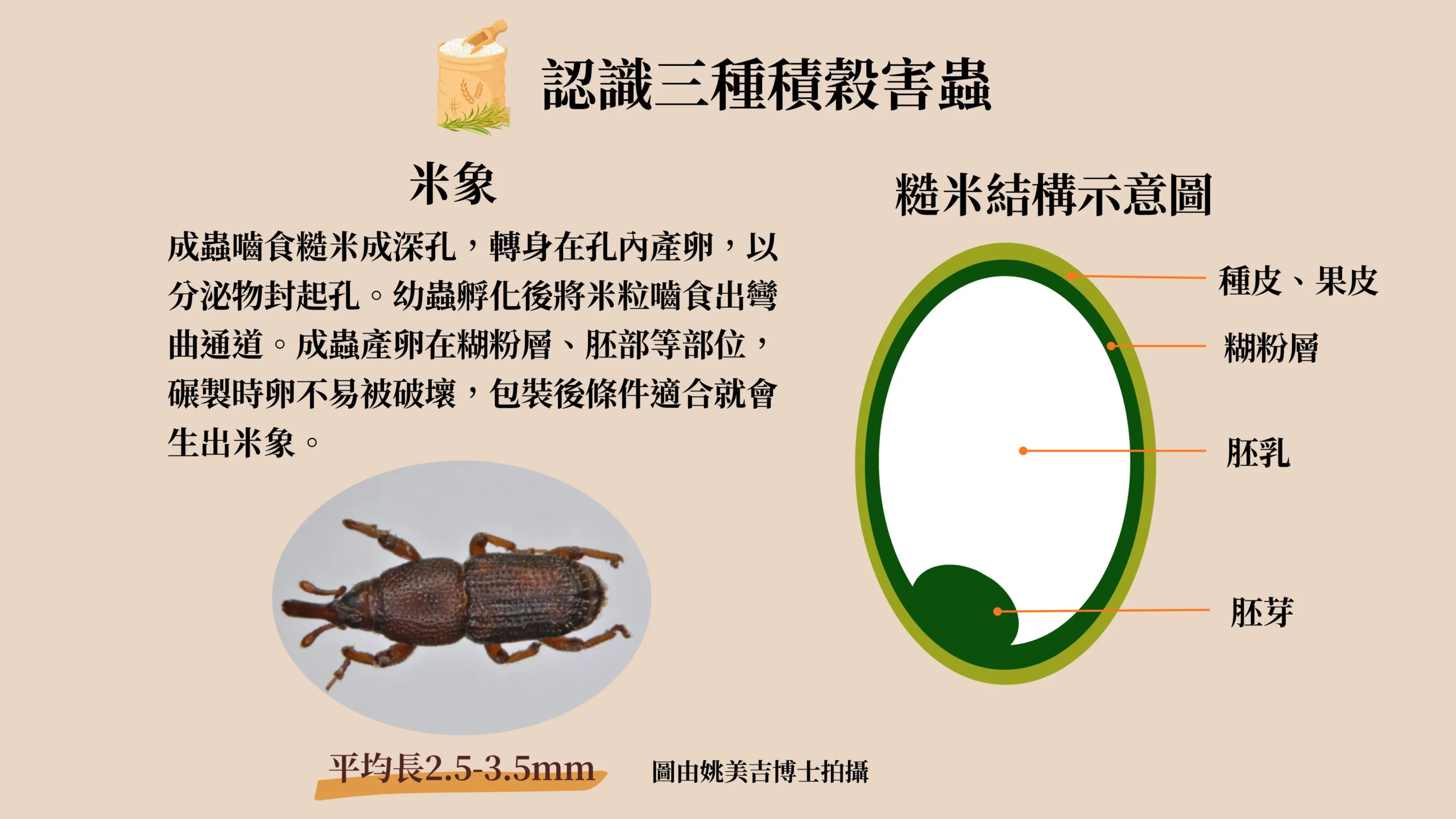 米象成蟲、糙米結構圖，標示種皮、糊粉層、胚乳和胚芽。