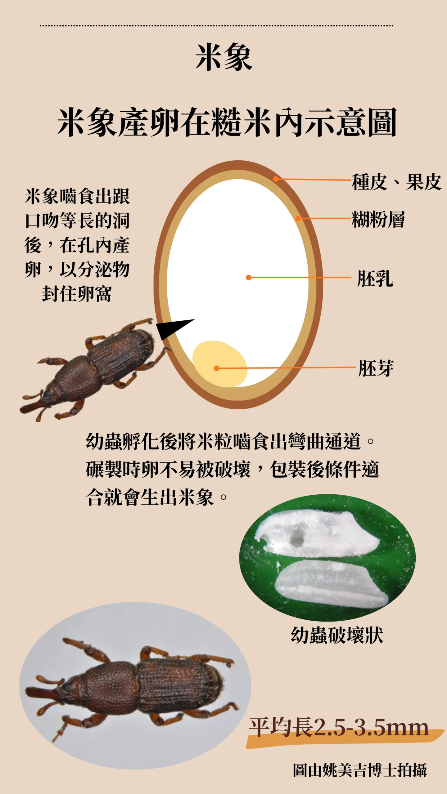 米象在米粒內產卵的示意圖，標示種皮、糊粉層、胚乳、胚芽等結構，以及米象成蟲外觀。