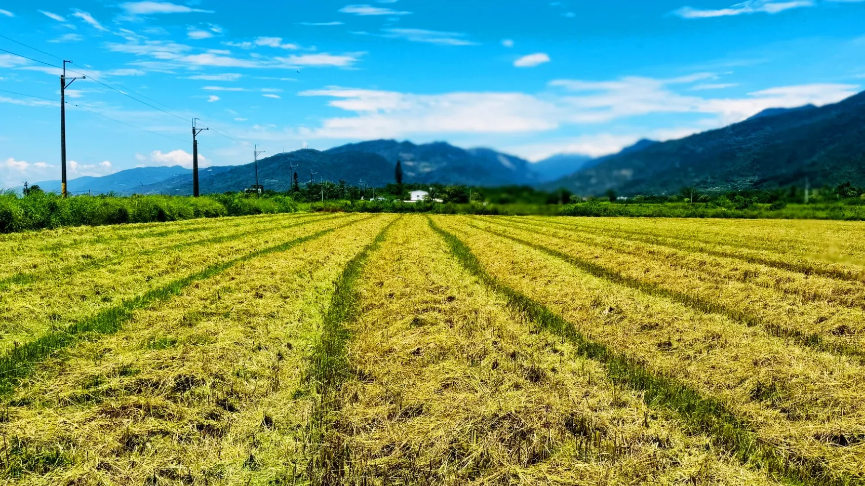 收割後低碳植米田間的嫩草正在茁壯。這是收割後施用SPRI減碳農法，無農藥、無化肥田間形成的特殊景象，是沒有施加農藥、沒有用化學肥料最好的的證明，也是大自然給予最美的一幅畫。