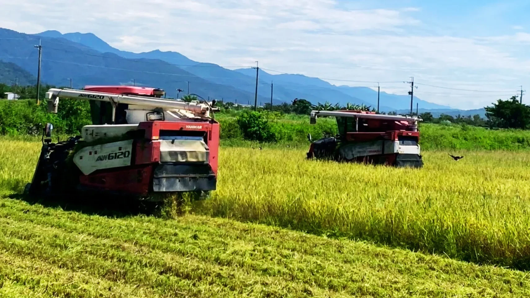 我們的低碳植米田區收割囉！ 一大早兩台大型收割機就開進田裡，金黃色的稻穗在機器的推進下整齊倒下。 低碳植米採用的是SPRI減碳農法(System of Probiotic and Rice Intensification)，不使用農藥、也不施加化肥，植株不代謝農藥與化學的藥劑，也不會有潛在任何藥劑滲入到土壤、到大海的問題。